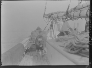 Image of Musk-ox on deck by rail. Man at wheel